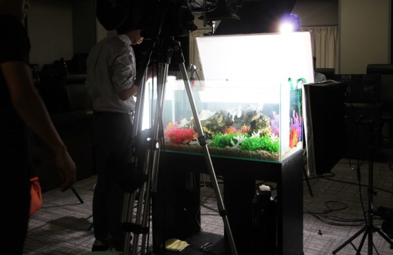 短期イベント 水槽撮影 90cm海水アクアリウム 水槽レンタル事例 水槽画像2
