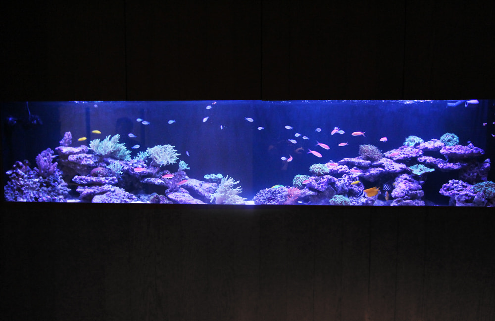 青い照明の海水魚水槽と泳ぐ色鮮やかな熱帯魚とサンゴ類