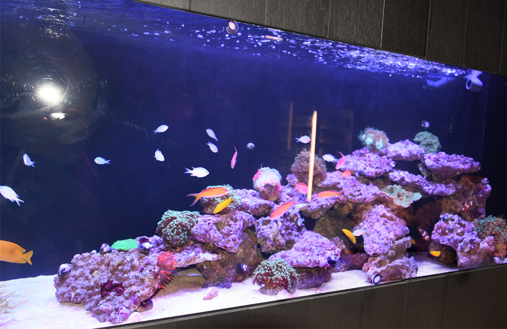 青い照明の海水魚水槽とライブロックに群れる熱帯魚
