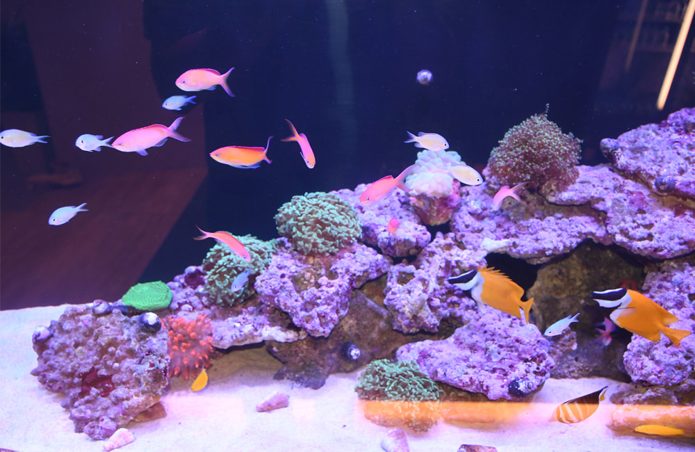 サンゴ岩の周りを泳ぐ海水魚とサンゴの海水水槽レイアウト