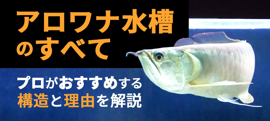 アロワナ水槽のすべてと構造を解説する見出し画像