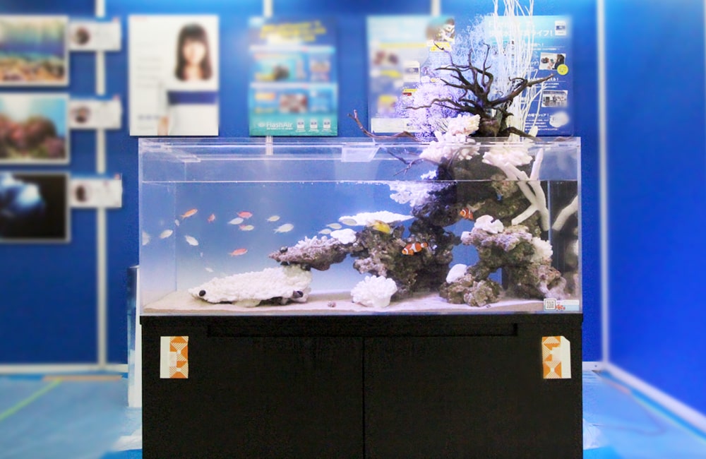 青い背景の展示会場に置かれた海水魚水槽と黒い水槽台