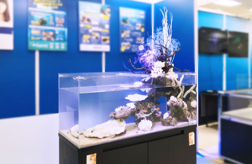白いサンゴと流木を配置した横長のアクリル水槽の展示