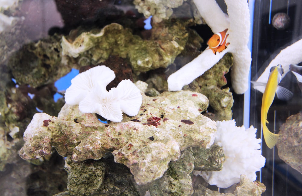 ライブロックと白いサンゴ骨格の周りを泳ぐ海水魚たち