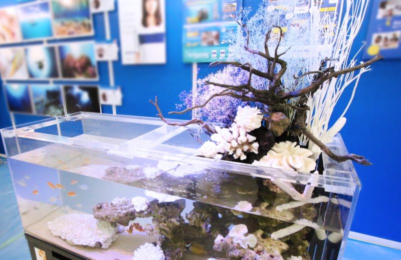 サンシャイン イベントに設置 120cmマリンアクアテラリウム事例 水槽画像5