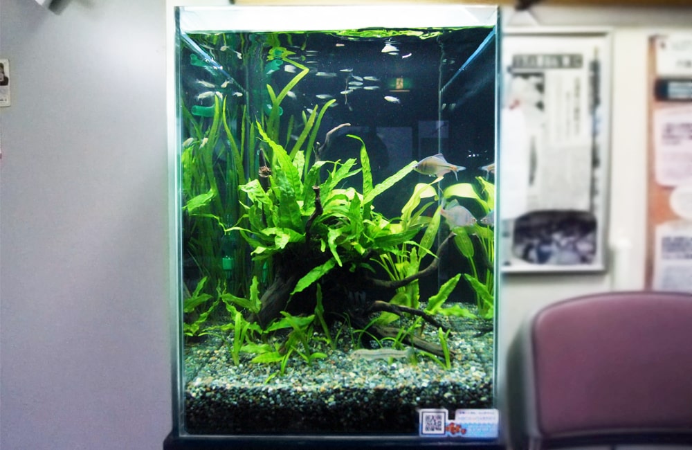 神奈川県 川崎市 介護施設 30cm淡水魚水槽 レンタル事例 メイン画像