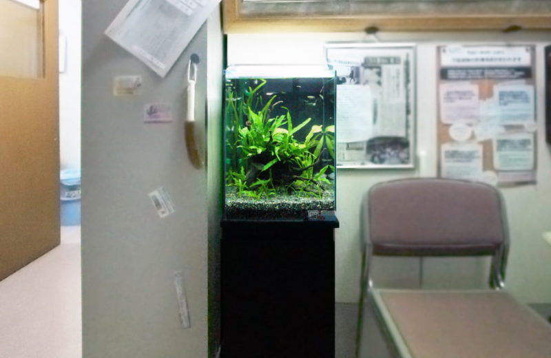 神奈川県 川崎市 介護施設 30cm淡水魚水槽 レンタル事例 水槽画像2