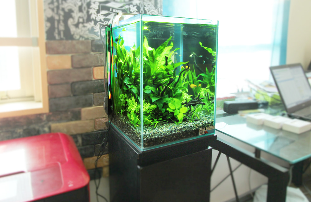 水草が茂る小型水槽と黒い水槽台の設置風景