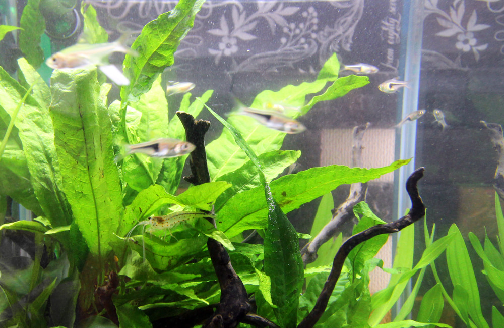 水草の茂みを泳ぐ小型熱帯魚と流木に止まるエビの姿