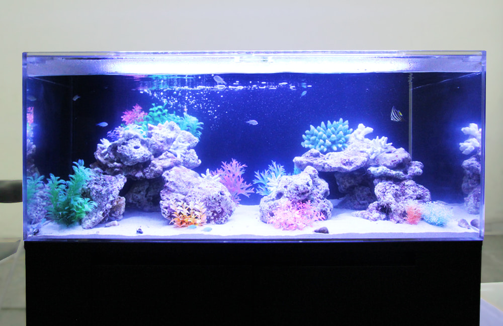 青い照明に照らされた海水魚水槽と人工サンゴのレイアウト