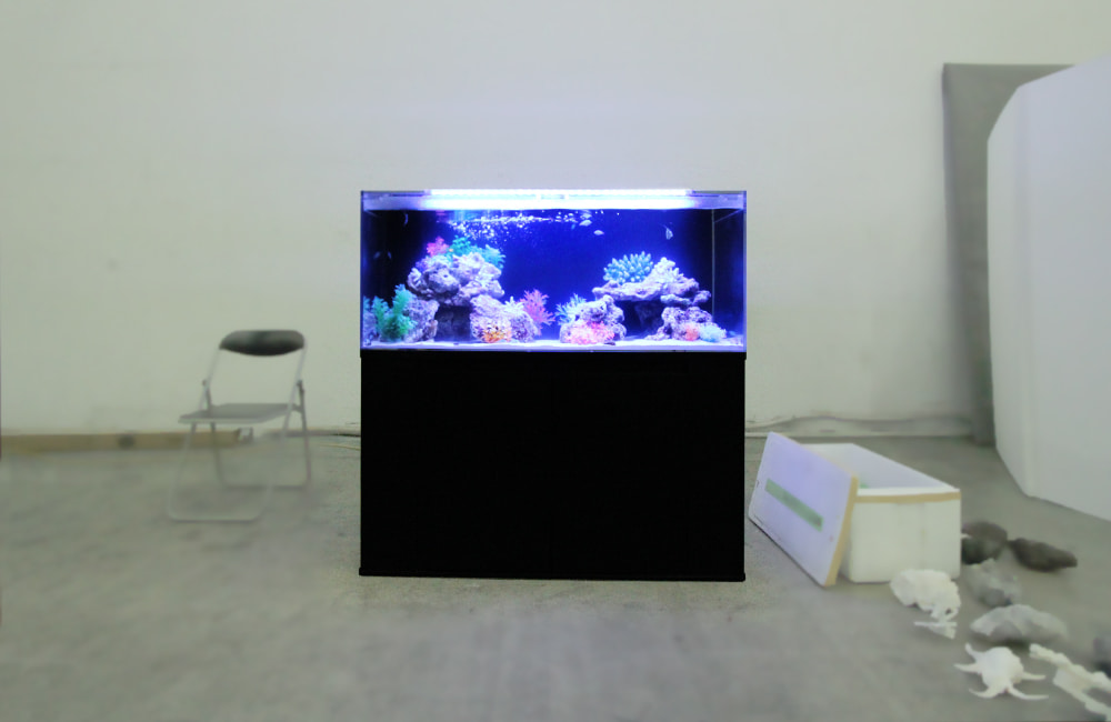 青い照明の海水魚水槽と黒い水槽台の設置風景