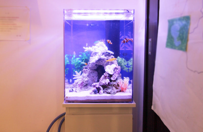 品川区 個人宅のリビング 30cm海水アクアリウム 設置事例 水槽画像2