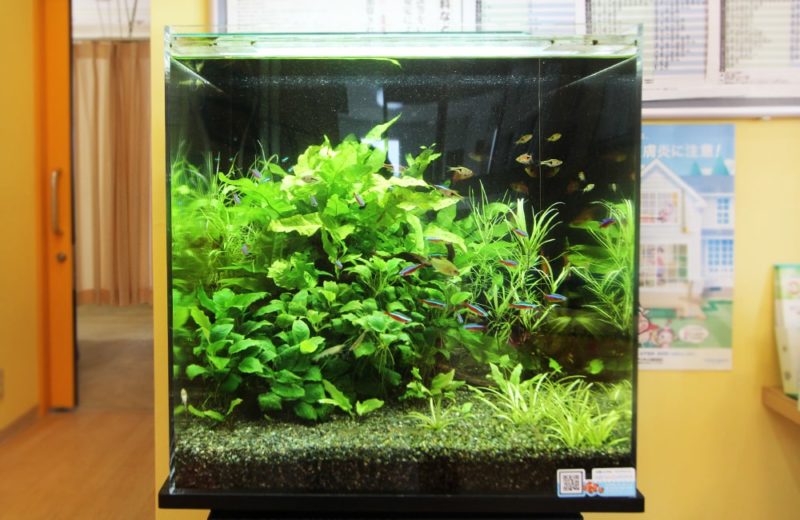 水草が茂る水槽内を泳ぐネオンテトラの仲間と小型熱帯魚