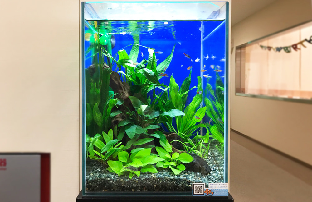 青い背景に水草と小型魚が泳ぐ縦長の水槽の全景