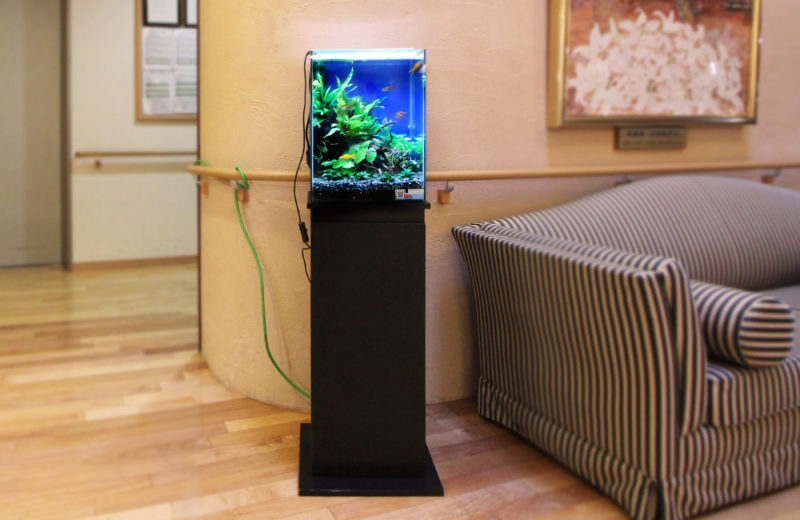 横浜市 特別養護老人ホーム 30cmお試し淡水魚水槽 レンタル事例 水槽画像1