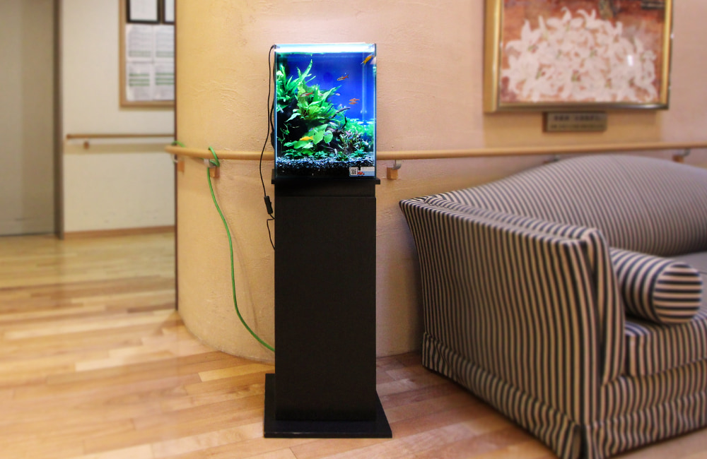 横浜市 特別養護老人ホーム　30cmお試し淡水魚水槽　レンタル事例のサムネイル画像