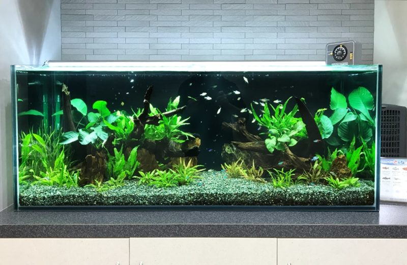 大阪市　オフィスのエントランス　120cm淡水魚水槽レンタル事例 水槽画像２