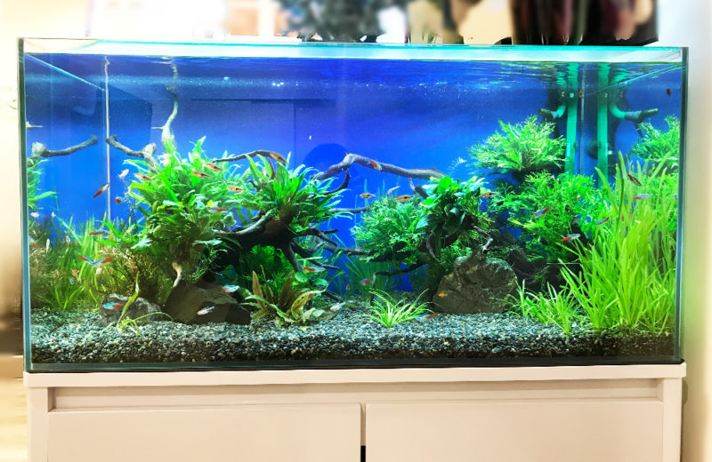 グリーンズクリニック様　待合室 90cm淡水魚水槽　レンタル事例 水槽画像２