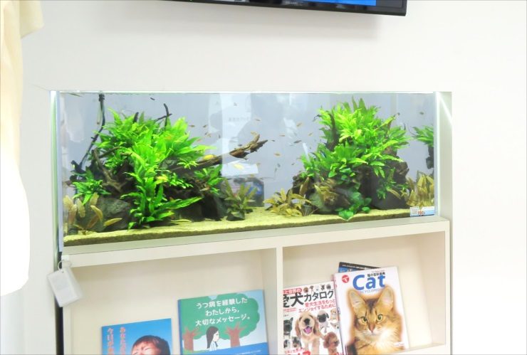 本棚の上に設置された水草と流木の淡水魚水槽