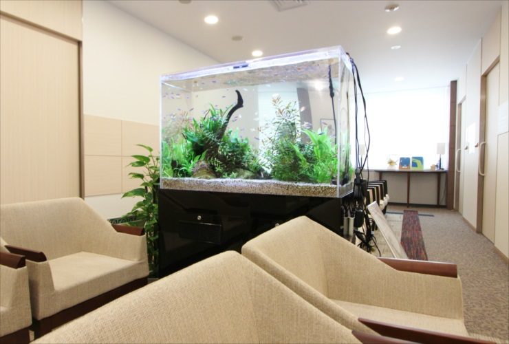 待合室に設置された流木と水草の大型淡水魚水槽