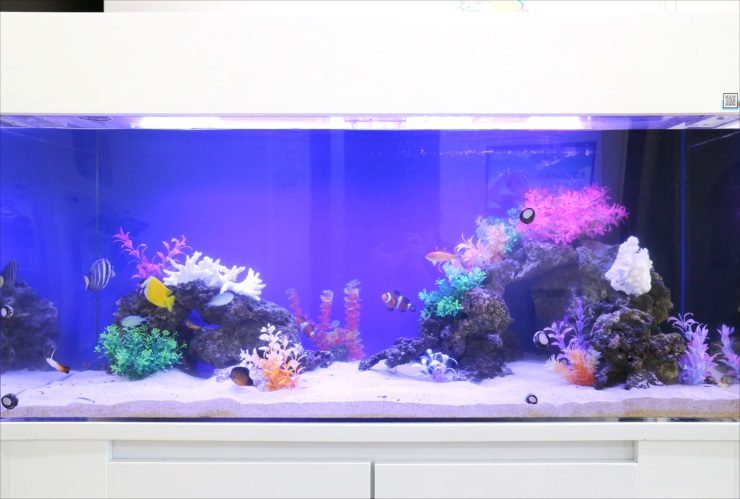 青い背景に人工サンゴと海水魚が泳ぐ大型水槽の全景