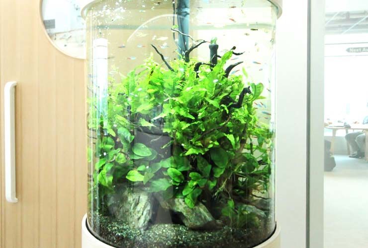 水草とネオンテトラの仲間が泳ぐ円柱型水槽のレイアウト