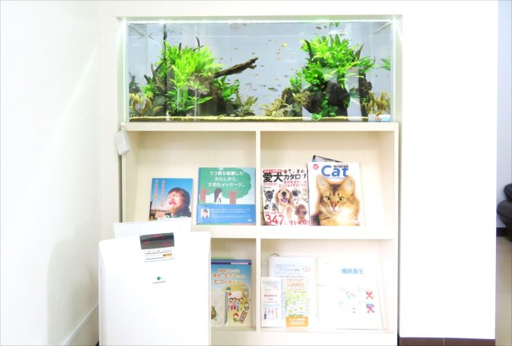 本棚の上に設置された水草と流木が並ぶ横長の水槽