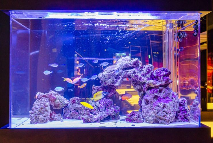 青い照明の海水魚水槽とライブロックのレイアウト