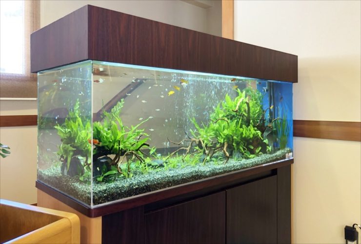 木目調の蓋がある水草と小型魚の大型水槽