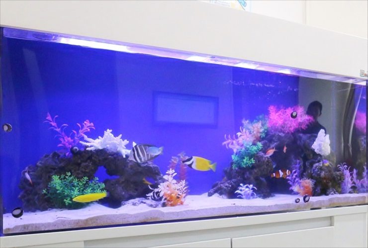 海水魚と人工サンゴを配置した青い背景の大型水槽