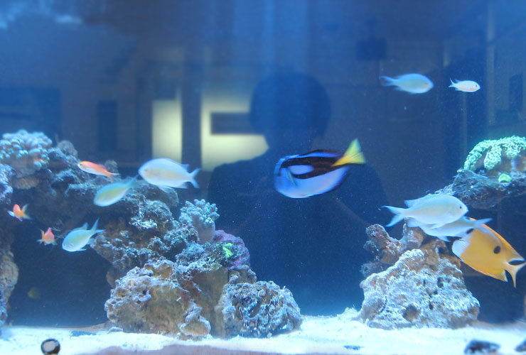 サンゴ岩の周りを泳ぐ青や黄色の海水魚と海水水槽の景観