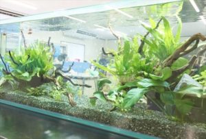 オフィス　新事務所内 120cm淡水魚 水槽レンタル事例 水槽画像２