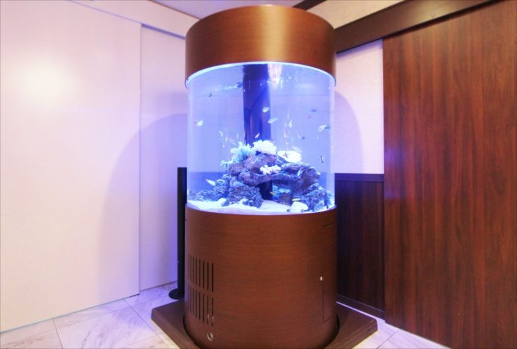 木目調の円柱型水槽と泳ぐ熱帯魚の仲間