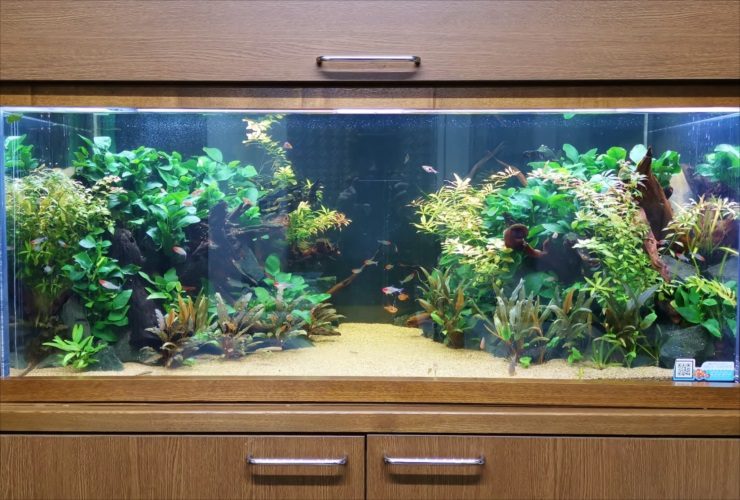 水草が茂る水槽と泳ぐネオンテトラの仲間や小型熱帯魚