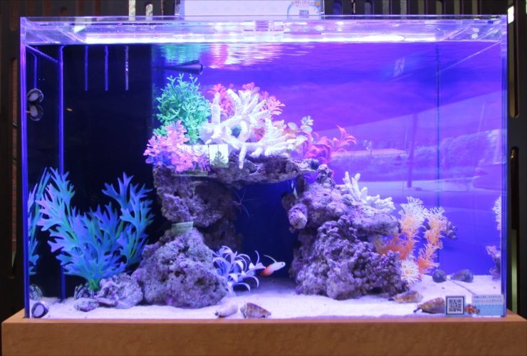 青い照明に照らされた人工サンゴと岩組みの海水魚水槽