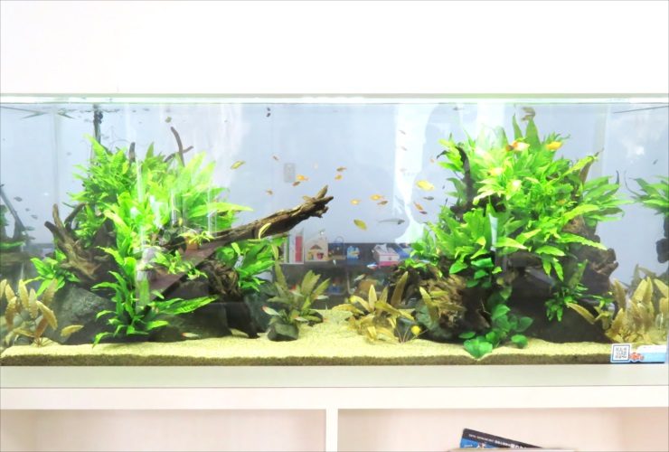 流木と水草を配置した大型水槽内を泳ぐ小型熱帯魚の群れ