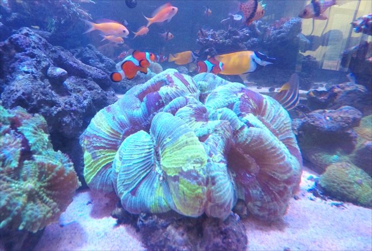 大型サンゴと泳ぐクマノミや海水魚のサンゴ礁水槽