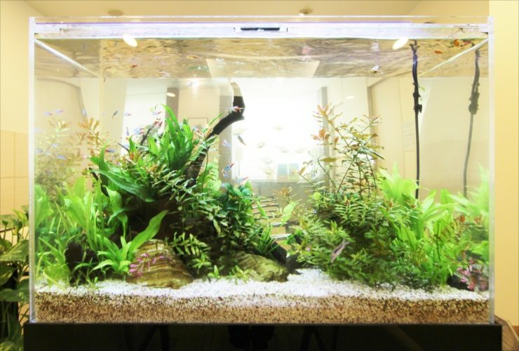 水草とネオンテトラの仲間が泳ぐ明るい大型水槽の全景