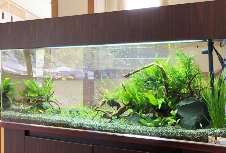 流木と水草を配置した大型の淡水魚水槽レイアウト