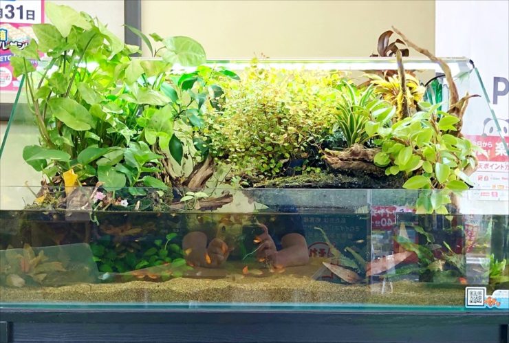植物が茂るアクアテラリウム水槽と泳ぐメダカの仲間