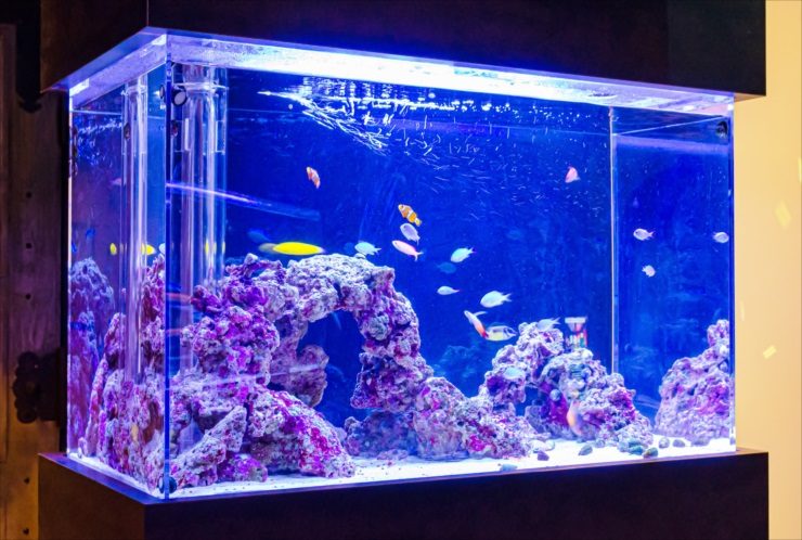 青い照明に照らされた海水魚水槽とライブロックのレイアウト