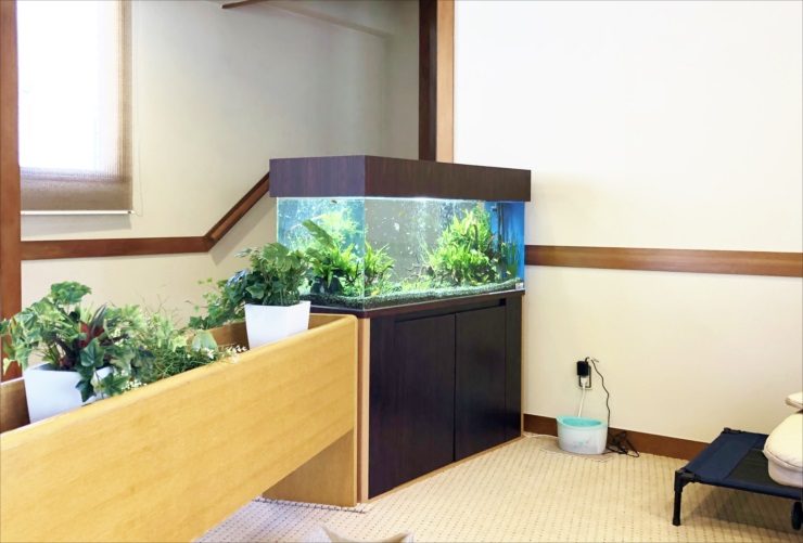 室内の壁際に設置された水草の茂る大型水槽と観葉植物