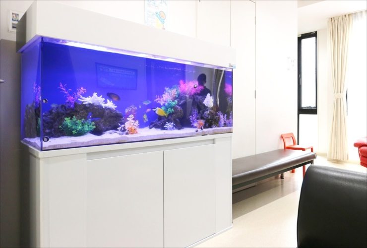 白い水槽台に設置された青い背景の大型海水魚水槽