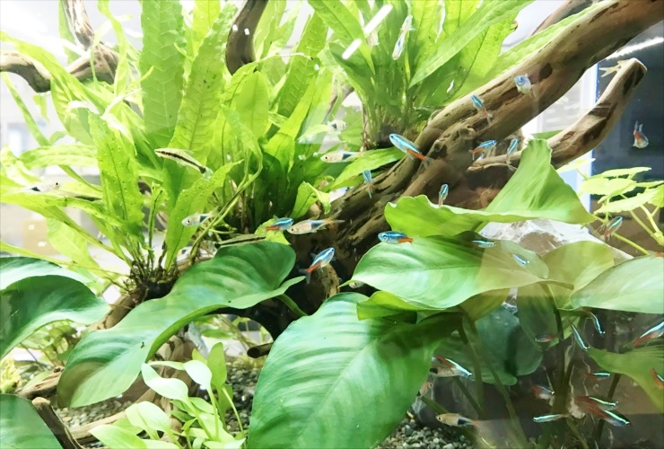 流木と水草の間を泳ぐネオンテトラの仲間と小型熱帯魚