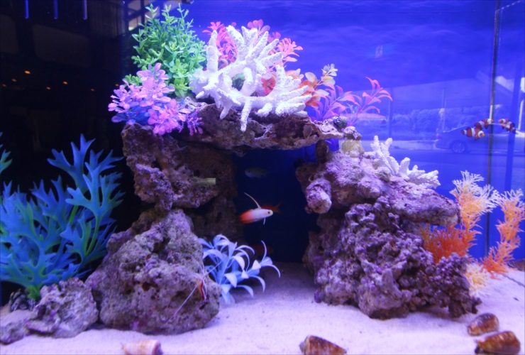 岩組とカラフルな人工サンゴを配置した海水魚水槽