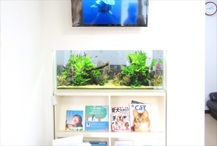 本棚の上に設置された水草と流木が並ぶ横長の水槽
