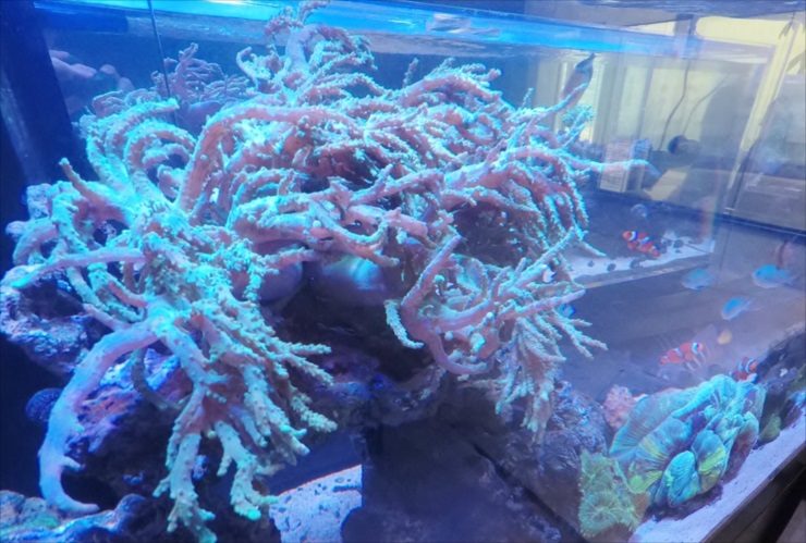 青白い照明に照らされたサンゴと泳ぐ海水魚の水槽内景