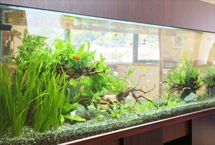 水草と流木を配置した大型の淡水魚水槽のレイアウト