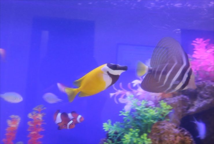 青い照明の水槽を泳ぐ黄色い海水魚とクマノミの仲間たち