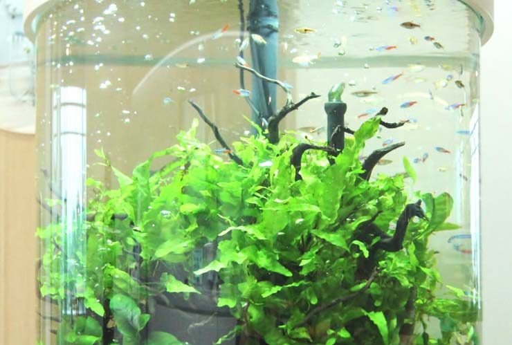 円柱水槽で泳ぐネオンテトラの仲間と生い茂る水草